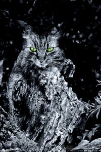 Katze in Schwarzweiss mit gr&uuml;nen Augen