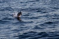 Malediven - Kuredu Delfine 3797A