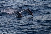 Malediven - Kuredu Delfine 3802A